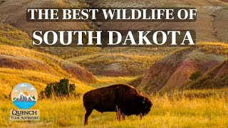 The BEST Wildlife of South Dakota \u0026 WHERE You Will Find It! Travel Guide