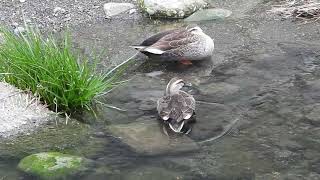 【野鳥の仕草】カモが起きて、寝る　カルガモEastern Spot-billed Duck / Anas zonorhyncha