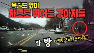 20790회. 산책시킬 땐 반드시 목줄을 해야합니다