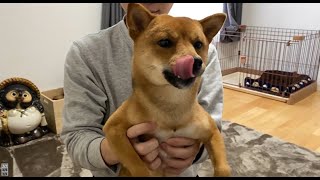 柴犬いちご、増量計画進行中！