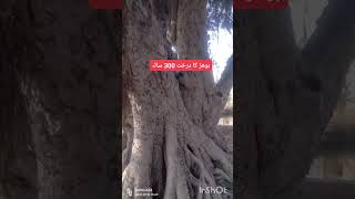 تاریخی بوھڑ کا درخت 🌲 تحصیل کلرسیداں ضلع راولپنڈی #trendingvideo #reel #shortvideo