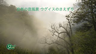 自然の音風景　ウグイスのさえずり。Japanese Bush Warbler singing in the spring forest.