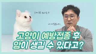 고양이 예방접종 후 암이 발생할 수 있다?💉 | 고양이 예방접종을 다리에 맞는 이유😺