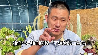 磷酸二氢钾在多肉花卉上不是促开花的，生根壮苗也很好用！