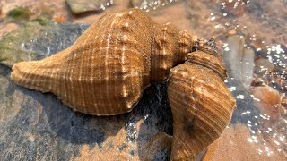 海螺扇貝大氾濫，牛牛撿了一大桶！還有大龍蝦！【牛牛趕海海鮮】