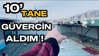 DEV KÜMESE 10’TANE GÜVERCİN ALDIM !