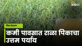 PDKV Yashashri Rala Crop: कमी पावसात, कमी कालावधीत येणारे राळा पिकाचे नविन वाण विकसित| Agrowon