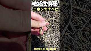 小学生が発見！絶滅危惧種ニホンカナヘビ！東京都海の森公園！東京都区部CR+EN：絶滅の危機に瀕している種、絶滅寸前！？海の森の野外授業！東京都港湾局主催 講演 ≫ 加藤英明【公式】かとチャン