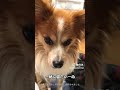 一緒に寝たいーぬ shorts パピヨン papillon 老犬 dog