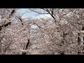 2021.3.23。秋月城址の桜並木。