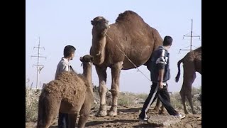 Camel market in the Karakum Desert outside of Ashgabat Turkmenistan