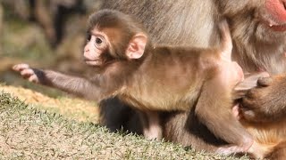 桜花の終わりは子育ての始まり　嵐山モンキーパークいわたやま・ニホンザルの赤ちゃん