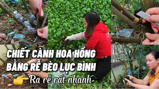 Chiết cành hoa hồng bằng rễ bèo lục bình rất nhanh ra rễ