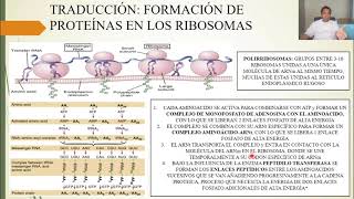 FISIOLOGÍA: SÍNTESIS PROTEICA, LAS FUNCIONES DE LA CÉLULA y LA REPRODUCCIÓN CELULAR