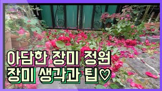 작은 정원에서 키우는 장미에 관한 생각과 약간의 팁♡정원.Ep.2206-60