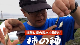 【海無し県の淡水小物釣り】柿の種が釣れた　2023年6月11日　埼玉県越谷市