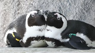 20230330 上野動物園　ケープペンギン　くっついて休んでいるペンギン　羽づくろいをし合うペンギン　子供ペンギン