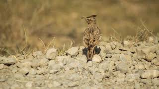 Crested Lark - Galerida cristata - ქოჩორა ტოროლა