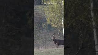 Huge Red deer #nature #shorts