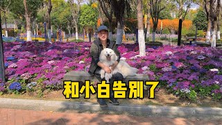 鐵牛旅行記46集/重大事情連續幾天沒有更新啦，發一個我和小白在攀枝花的美好時光！離別總是很傷感，和小白分別也是為了讓小白好好休息！感謝大家的理解你的訂閱是對我和四個毛孩子最大的支持【正版鐵牛旅行記】