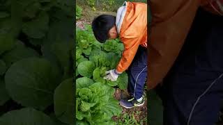 大白菜开始包心了 Napa Cabbages