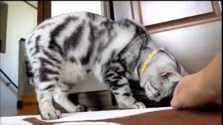 ハンターな猫～アリ編 Hunter ant cat