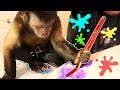 Capuchin Monkey Canvas Paintings! (MASTERPIECES)