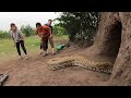 6 brave hunters with pitbull dog confront 3 ferocious giant python to save the girl