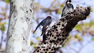 Are woodpeckers pecking trees really healing? #science#rising knowledge#cold knowledge