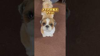 お風呂前にトイレも済ませてくれる！すご！#dog #shorts #shihtzu #犬のいる生活 #fyp #vlog