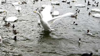 白鳥たちの羽ばたき in 高松の池 | 盛岡 ホテルエース盛岡 観光おすすめ情報