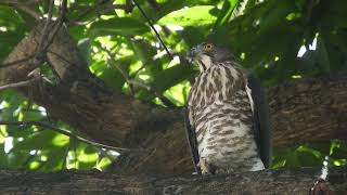 20221129 體育公園鳳頭蒼鷹 – 外來母鳳頭突然該了五聲