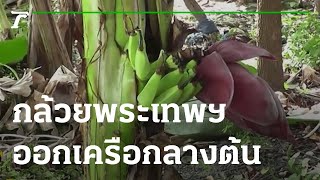 กล้วยพระเทพฯ ออกเครือกลางต้น เชื่อให้โชค | 11-11-65 | ตะลอนข่าว