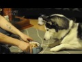 funny dogs begging for food funny pets