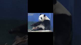 圓寶吃筍頻定格轉身窩門前 #shorts #panda #yuanbao #圆宝