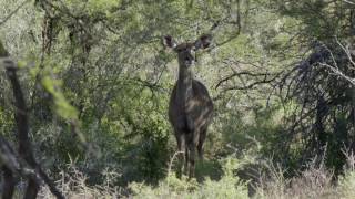 Female cheetah hunts kudu at Samara