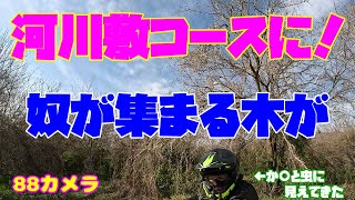 【林道】河川敷コースに！奴の集まる木が(^^♪