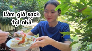 2 cách Quyên LÀM GIÁ SẠCH TẠI NHÀ, cha lấy cuốn bánh tráng vầy ăn ngon quá