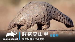 【世界動物日線上影展】全身鱗片擋得了攻擊，卻擋不了人類｜解密穿山甲｜動物星球頻道