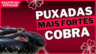 Puxada da Cobra - Jogo do Bicho