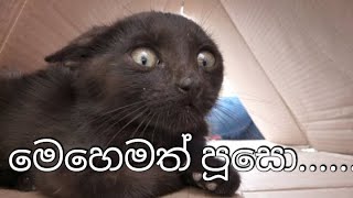 funny and joke cat video - පූසො ගන්න ආතල් දැකල තියනවද......