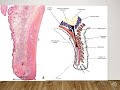 anatomie fmpm anatomie des paupieres