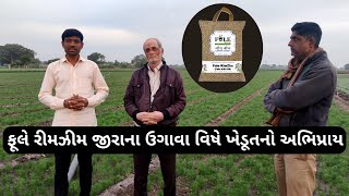 ફૂલે રીમઝીમ જીરાના ઉગાવા વિષે ખેડૂતનો અભિપ્રાય