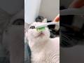 Probando teorías de TikTok…¿será cierto? 🤔 | #gatos #michis #mascotas #pets