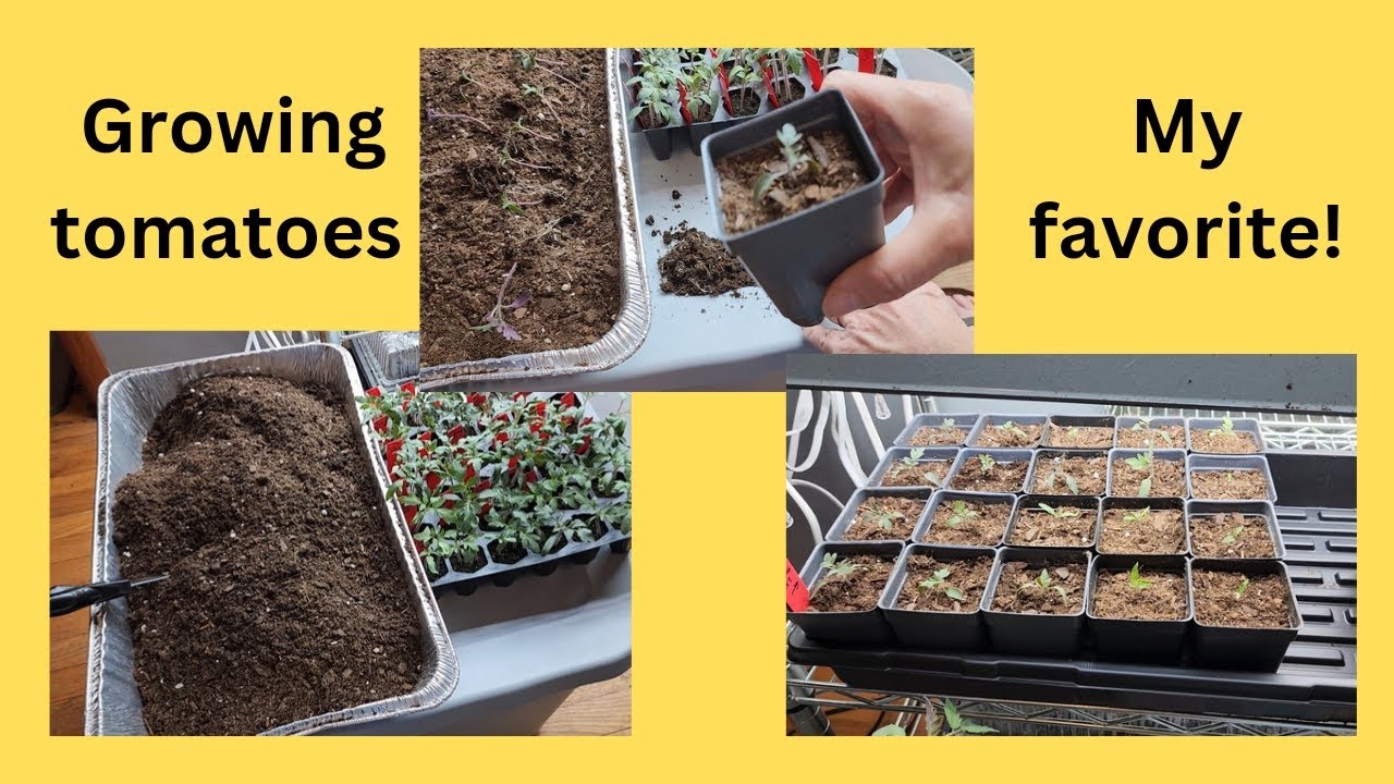 When To Up Pot Tomato Seedlings A Complete Guide