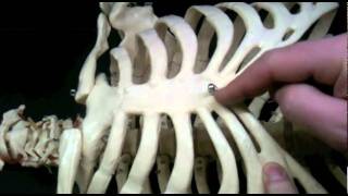 The Axial Skeleton