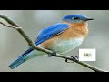 Eastern Bluebird Call - Birds Sounds 2022