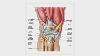 Introduction to Basic Knee Anatomy and Common Causes of Knee Pain: Wayne Colizza, MD
