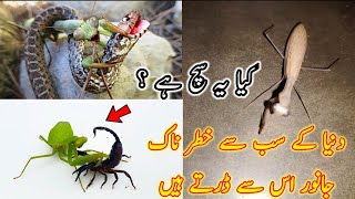 Mantis insect Sy sary dangerous zaherily janwar kyn darty Han? | kia Ye Sach ha | Reply in comments