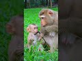 Very Nice Clip Cute Baby Monkey Funny Moment With Beloved Mama #shots #viralvideo